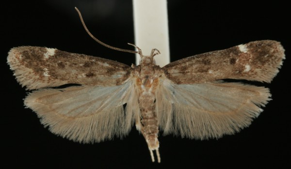 Neofriseria peliella Neofriseria peliella