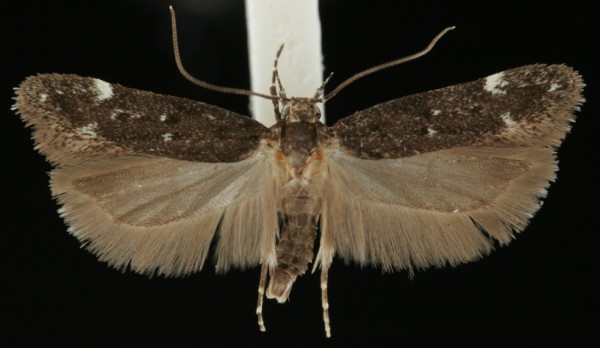 Neofriseria peliella Neofriseria peliella