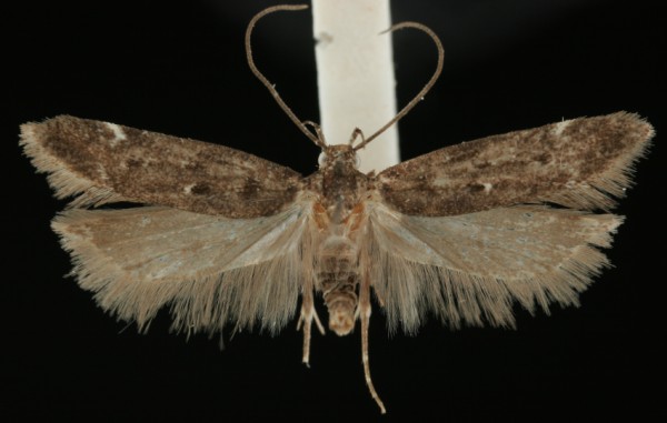 Neofriseria singula Neofriseria singula
