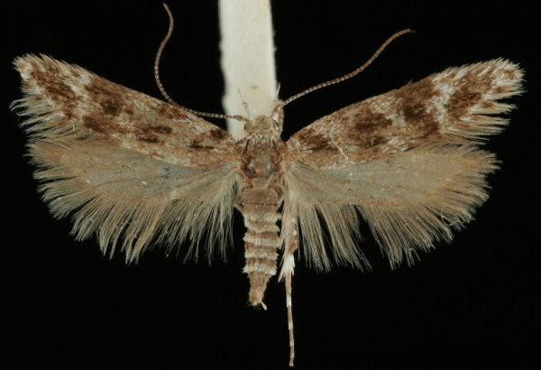 Prolita sexpunctella Prolita sexpunctella