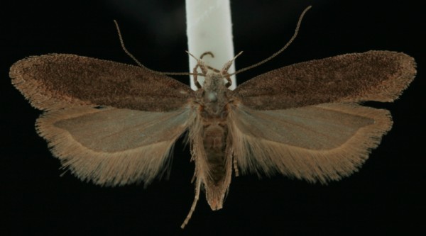 Athrips pruinosella Athrips pruinosella