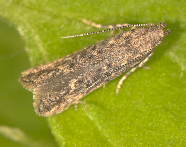 Tuta absoluta Tuta absoluta