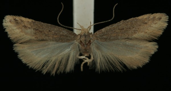 Scrobipalpa acuminatella Scrobipalpa acuminatella