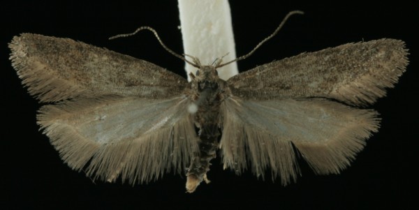 Scrobipalpa acuminatella Scrobipalpa acuminatella