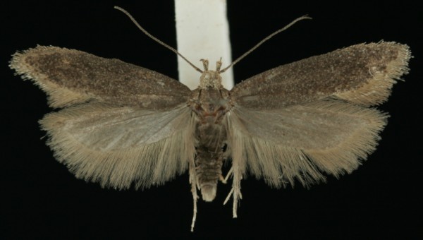 Scrobipalpa acuminatella Scrobipalpa acuminatella