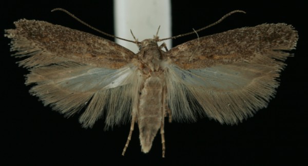 Scrobipalpa artemisiella Scrobipalpa artemisiella