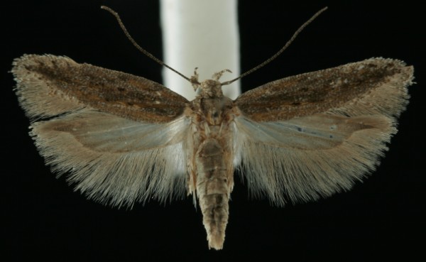 Scrobipalpa artemisiella Scrobipalpa artemisiella