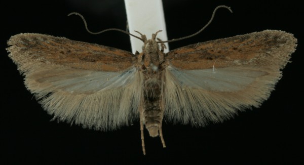 Scrobipalpa samadensis Scrobipalpa samadensis