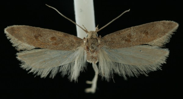 Scrobipalpa salicorniae Scrobipalpa salicorniae
