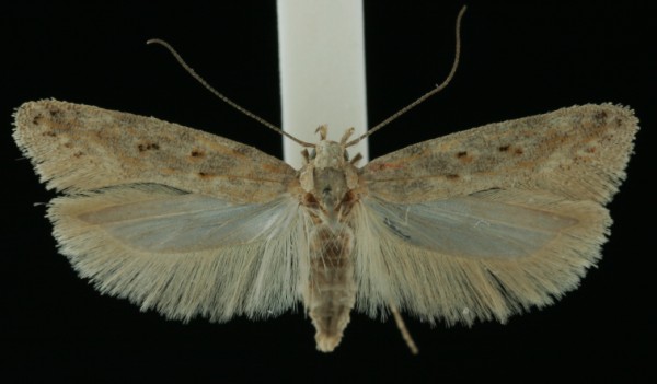 Scrobipalpa instabilella Scrobipalpa instabilella