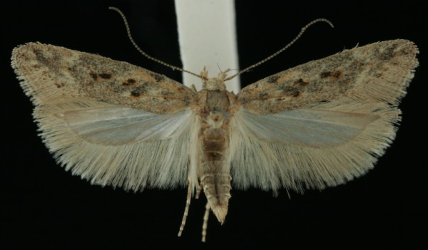 Scrobipalpa instabilella Scrobipalpa instabilella