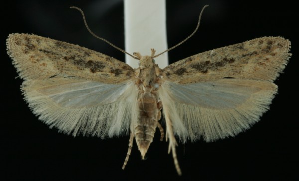 Scrobipalpa instabilella Scrobipalpa instabilella