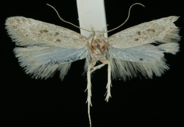 Scrobipalpa obsoletella