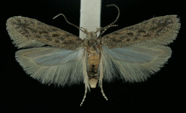 Scrobipalpa nitentella Scrobipalpa nitentella