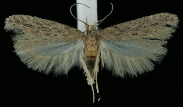 Scrobipalpa nitentella Scrobipalpa nitentella