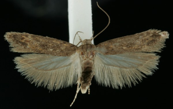 Scrobipalpa nitentella