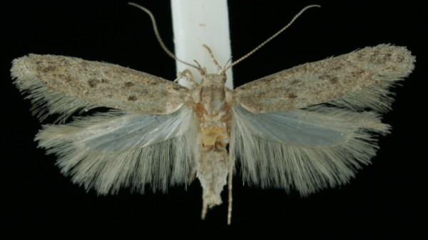 Scrobipalpa atriplicella Scrobipalpa atriplicella