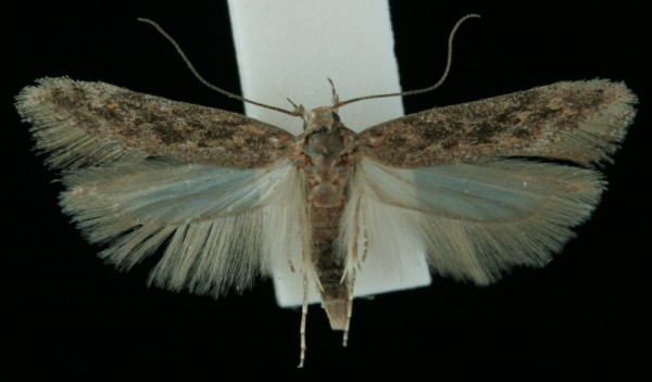 Scrobipalpa atriplicella Scrobipalpa atriplicella