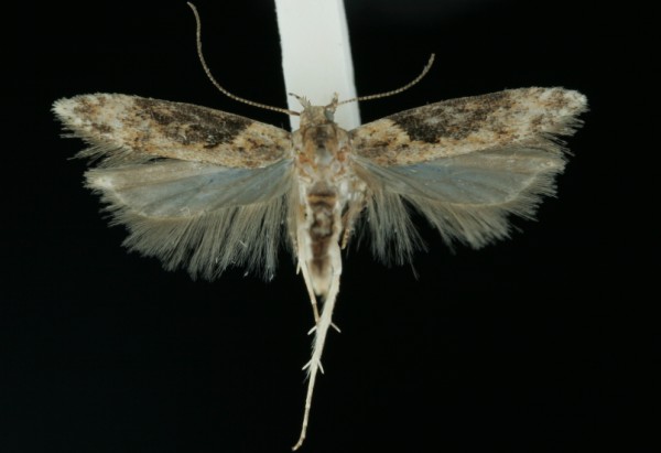 Scrobipalpa costella Scrobipalpa costella