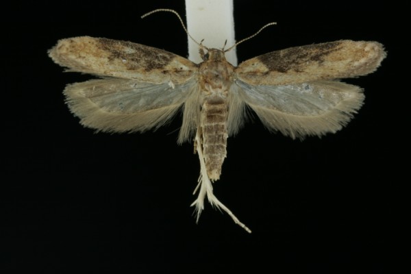 Scrobipalpa costella Scrobipalpa costella