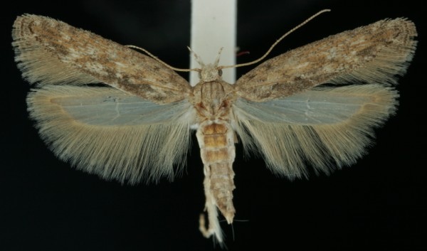 Phthorimaea operculella Phthorimaea operculella