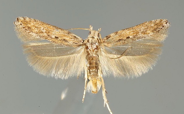 Phthorimaea operculella
