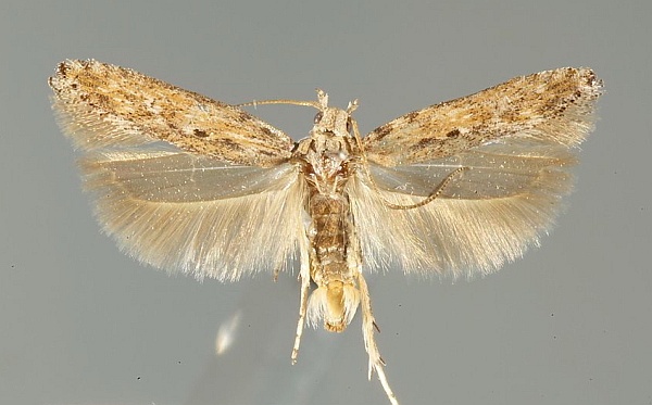 Phthorimaea operculella Phthorimaea operculella