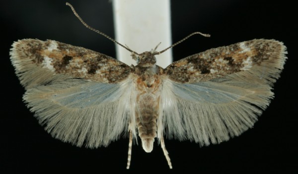 Caryocolum alsinella Caryocolum alsinella
