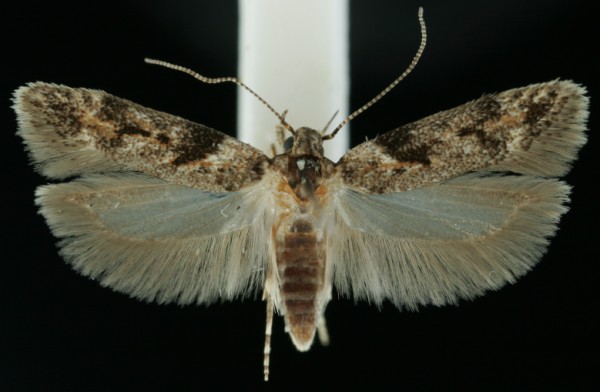 Caryocolum alsinella Caryocolum alsinella