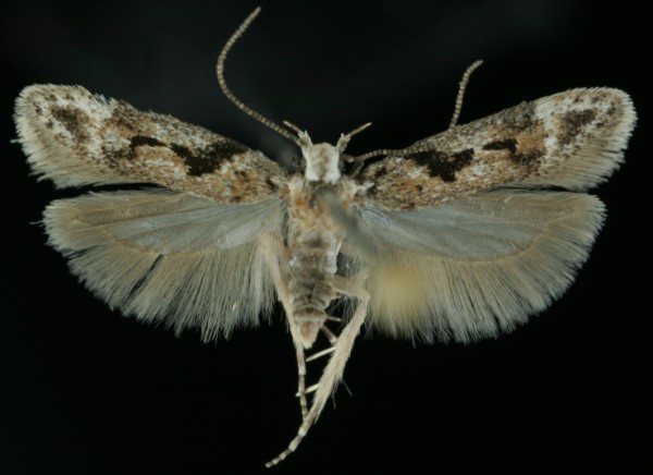 Caryocolum blandella