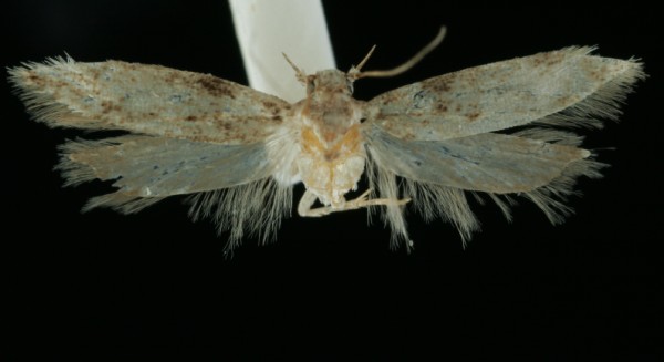Caryocolum proxima Caryocolum proxima