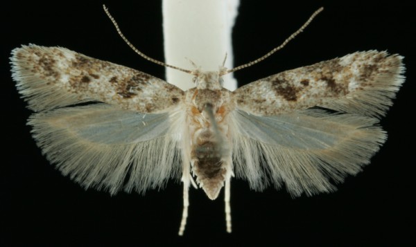 Caryocolum blandulella
