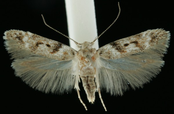 Caryocolum blandulella Caryocolum blandulella