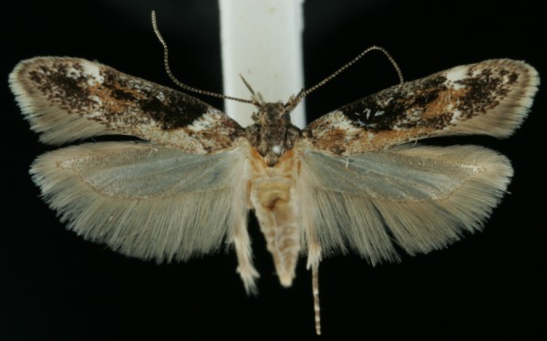 Caryocolum tricolorella Caryocolum tricolorella