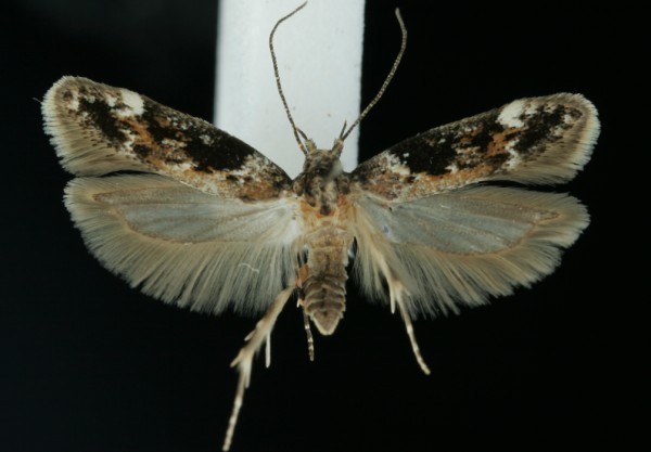 Caryocolum tricolorella Caryocolum tricolorella