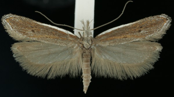 Sophronia semicostella Sophronia semicostella