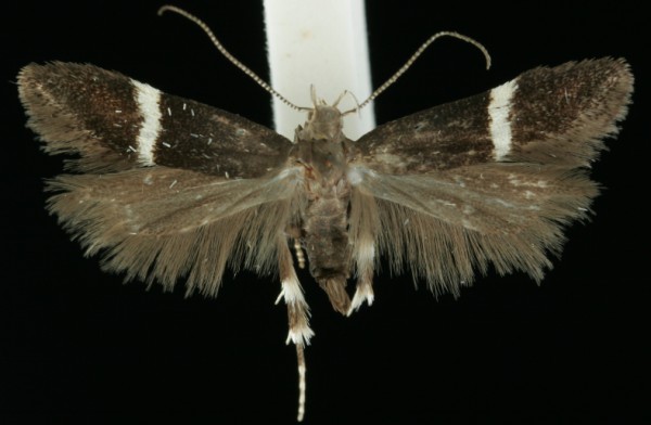 Aproaerema cinctella Aproaerema cinctella