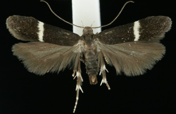 Aproaerema larseniella Aproaerema larseniella