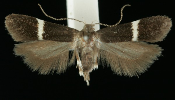 Aproaerema larseniella Aproaerema larseniella