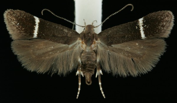 Aproaerema taeniolella Aproaerema taeniolella
