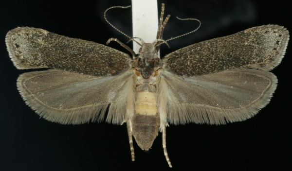 Anacampsis populella Anacampsis populella