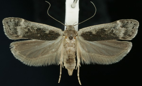 Anacampsis populella Anacampsis populella