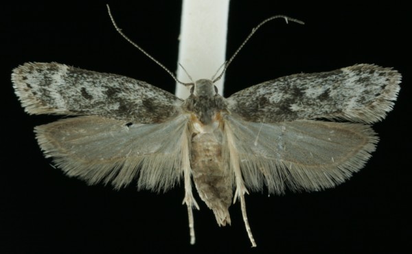 Anacampsis populella Anacampsis populella