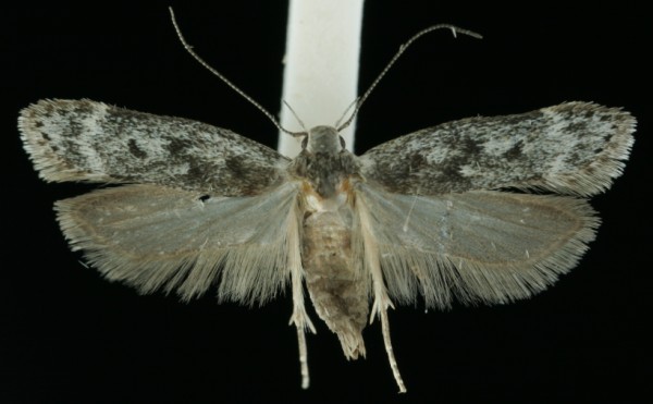 Anacampsis populella