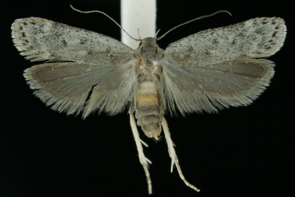 Anacampsis populella Anacampsis populella