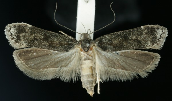 Anacampsis blattariella Anacampsis blattariella