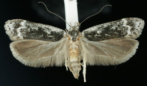 Anacampsis blattariella Anacampsis blattariella