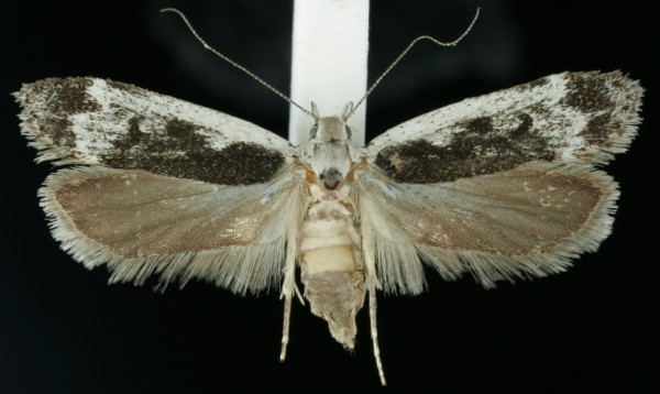 Anacampsis blattariella Anacampsis blattariella