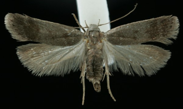 Anacampsis temerella Anacampsis temerella