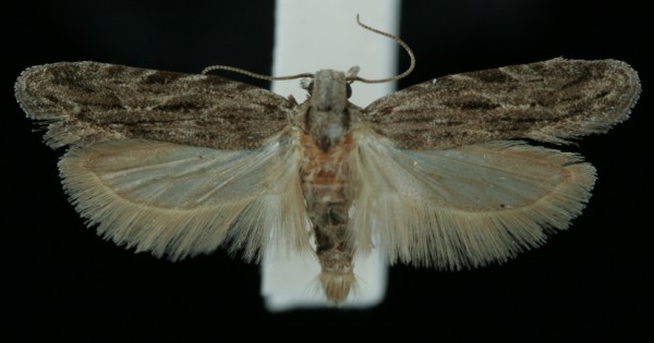 Anarsia lineatella Anarsia lineatella